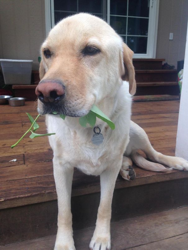 My Dog Got In Trouble, So He Brought A Peace Offering
