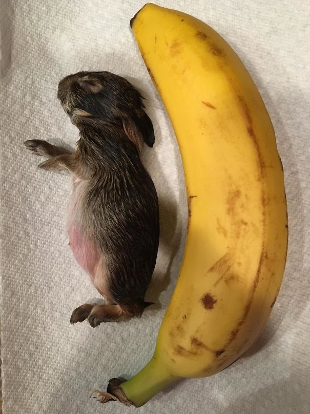 Look What My Dog Brought In. A Banana For Scale