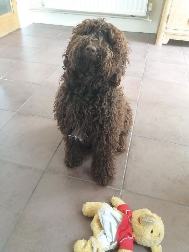 He's Been Bullying My Other Dog And Got In Trouble, He Has Brought Me The Corpse Of Winnie The Pooh As An Apology