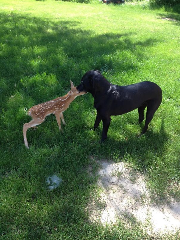 So My Dog Brought Home A Fawn The Other Day