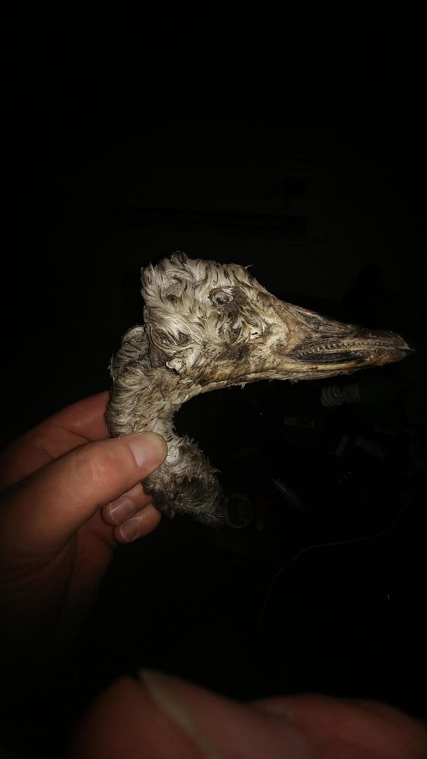 My Kids Got Scared This Morning When The Dog Brought Us This Lovely Goose Head