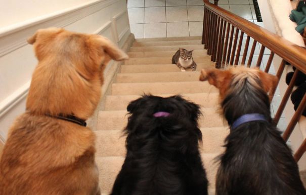 It's A Trap! Or At Least It Looks That Way To Dawn, My Cat, As She Decides Whether Or Not To Go Up The Stairs Past My Three Dogs: Jasper, Lilah And Tucker