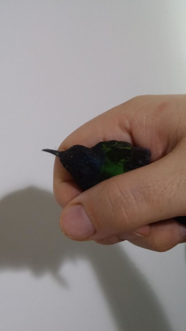 Hummingbird, My Cat Brought It Upstairs. Alive And Well