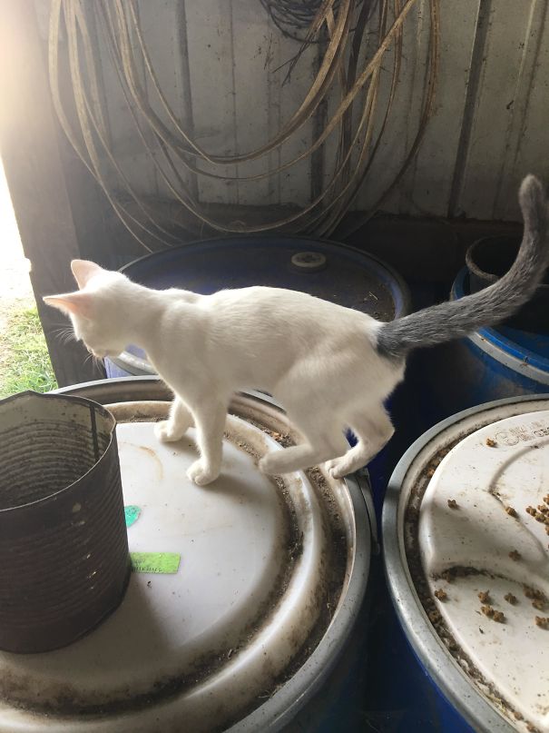 This Cat Is All White Except For The Tail