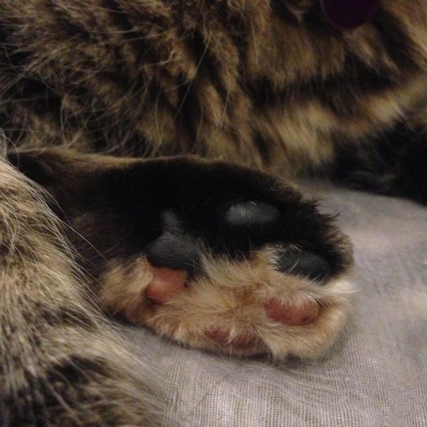 The Colouration Of My Cats Paw Is Perfectly Split In Half (Including The Beans!)