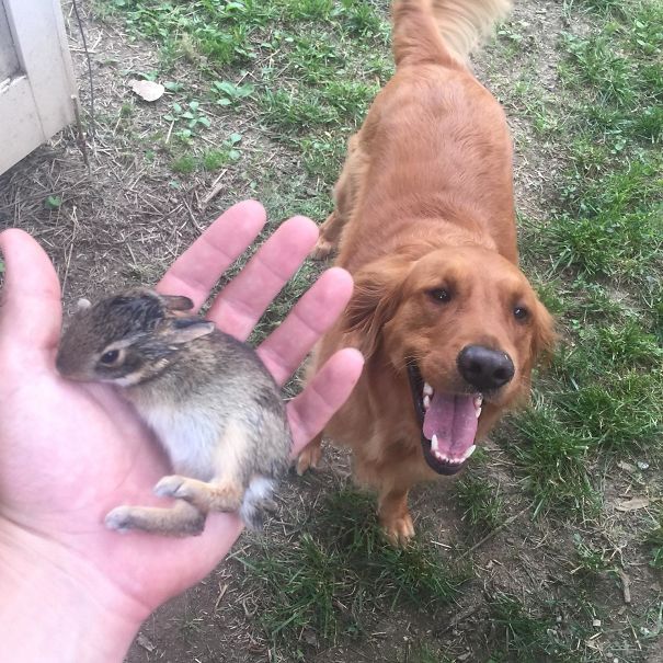My Dog Found A Baby Rabbit This Morning