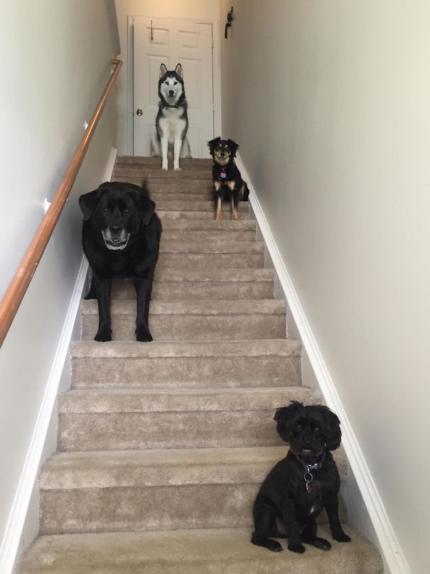 My Dogs Are Dropping Their First Album