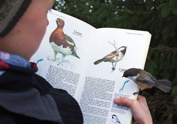 This Bird Landed On The Page About Itself