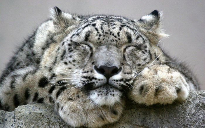 Unlike Many Other Big Cats, Snow Leopards Are Not Aggressive Towards Humans. There Has Never Been A Verified Snow Leopard Attack On A Human Being
