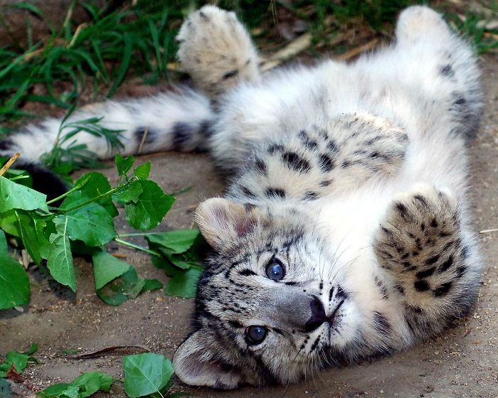 This Snow Leopard Cub Would Like A Belly Rub Please