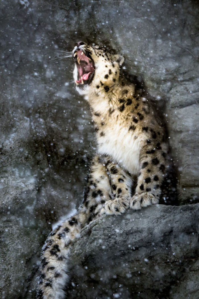 Snow Leopard In Snow Storm