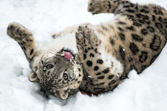 Playful Snow Leopard