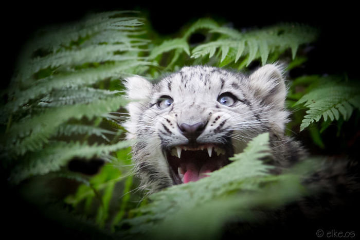 Young Snow Leopard In Fern
