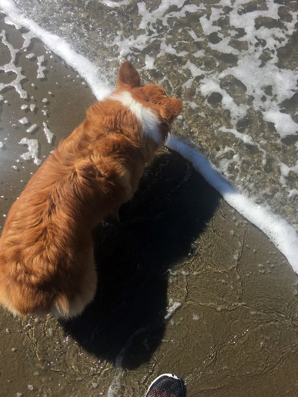 My Dog's White Stripe Lines Up Perfectly With The Water's Edge