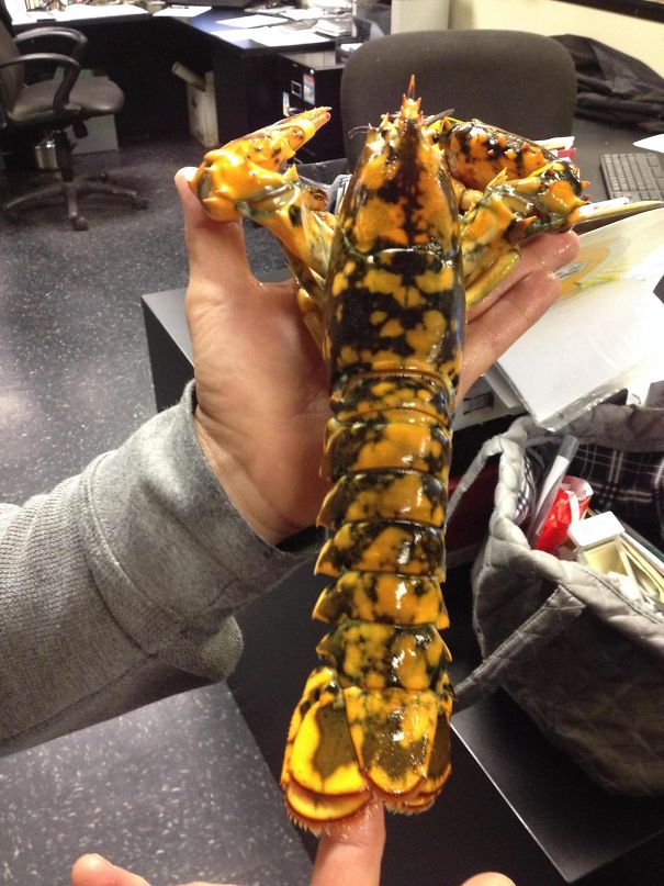 We Got Another Rare Lobster In At Work. This Time He's A 1 In 30 Million Calico Lobster