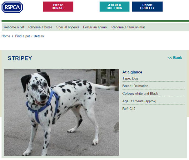 Browsing Dogs For Adoption. I Think We've Found The One