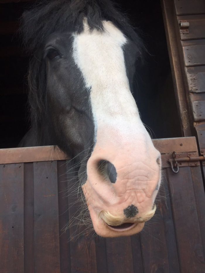 1st Time I've Ever Seen A Horse With A Moustache. Not Sure How I Feel About It