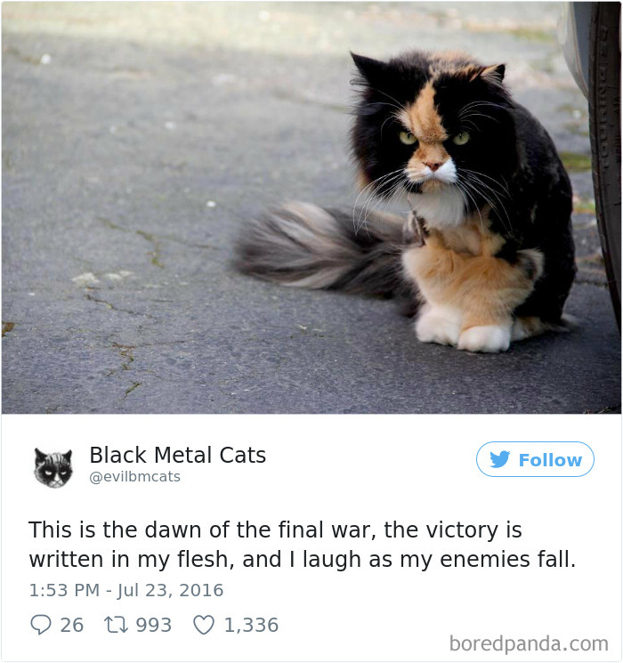 Black-metal-cats-lyrics-tweets