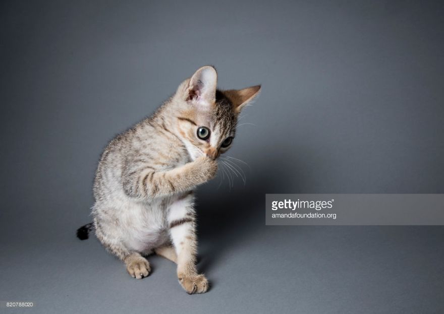 Getty Images & Amanda Foundation Ingeniously Harness The Industry To Rescue Abandoned Pets