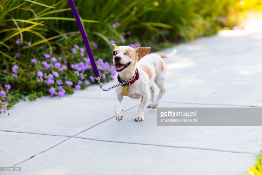 Getty Images & Amanda Foundation Ingeniously Harness The Industry To Rescue Abandoned Pets