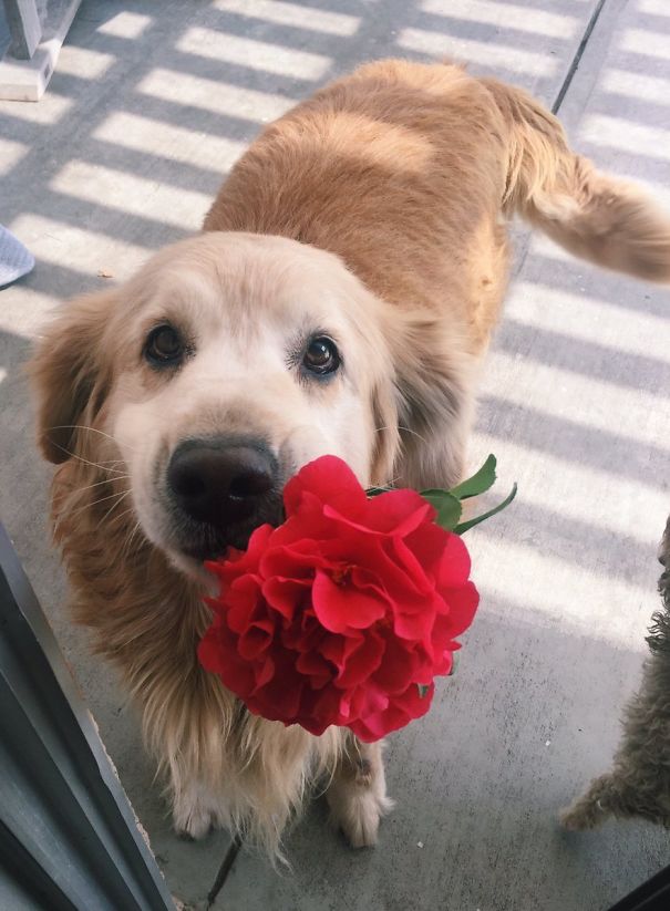 Il mio cane è troppo bello per questo mondo, mi ha portato un fiore