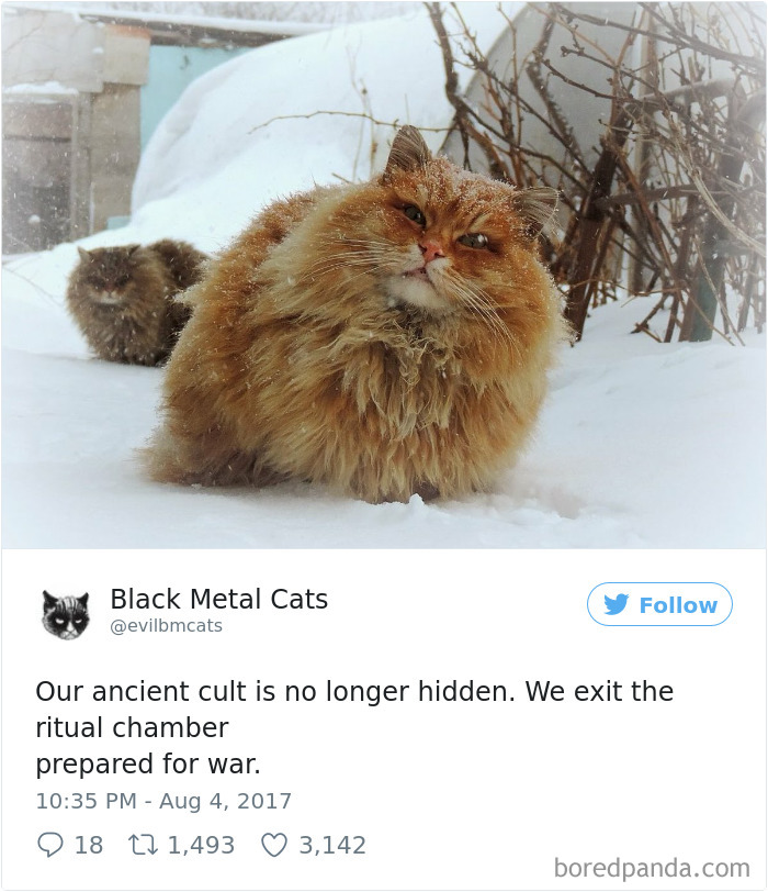 Black-metal-cats-lyrics-tweets