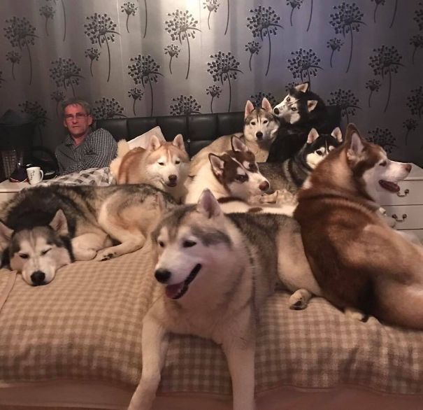 My Aunt And Uncle Have 20 + Husky Dogs And Have This Problem Every Single Night