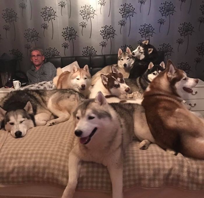 Mis tíos tienen más de 20 huskies y tienen este problema todas las noches