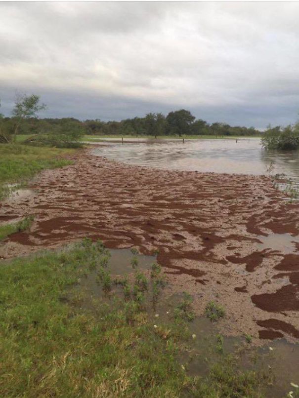 Millions Of Fire Ants Floating In Flooding From Harvey