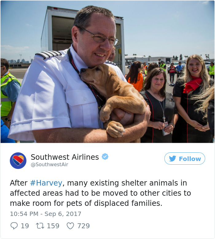 Southwest Airlines Fills Cabin With Pets Orphaned During Houston Storm In Dramatic Rescue