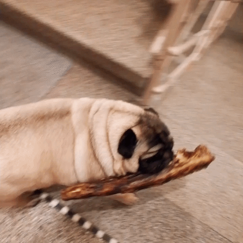 This Is How My Pug Welcomes Me From Work. Whatever It Is, I Can Only Watch, Not Touch!