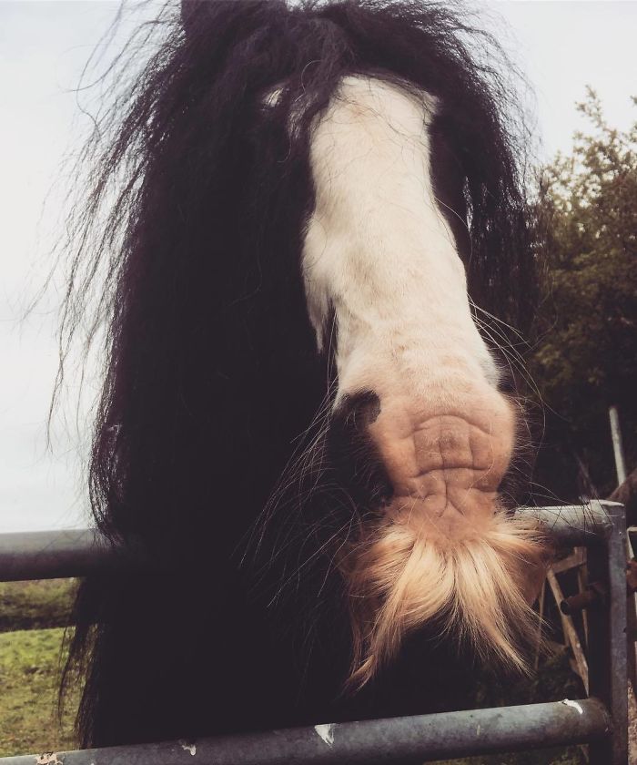 I Am Loving The Moustache On This Pony