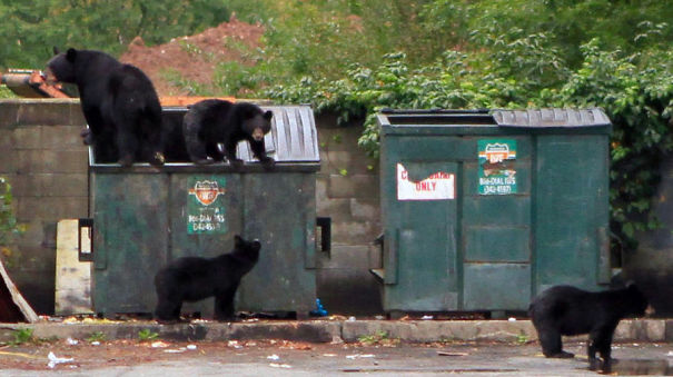 Bears-in-the-dumpster-59cac7fc3a953.jpg