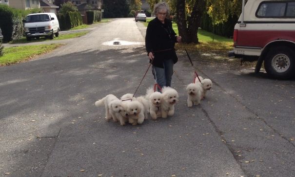 Bev And 7 Bichons Frises, Out For A Walk. A Couple Of Them Look Kind Of Bored. One Looks Squashed Between 2 Others. Guess It's A Good Thing We Are Almost Home.