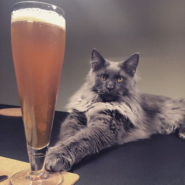 My Cat Brought Me A Beer!