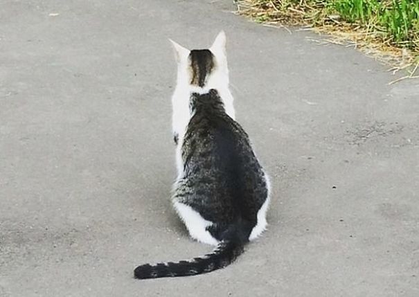 Cat With A Cat On His Back Goes Viral In Japan
