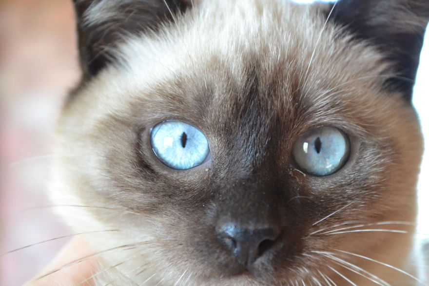 Cats Eyes - Olhos De Gatos