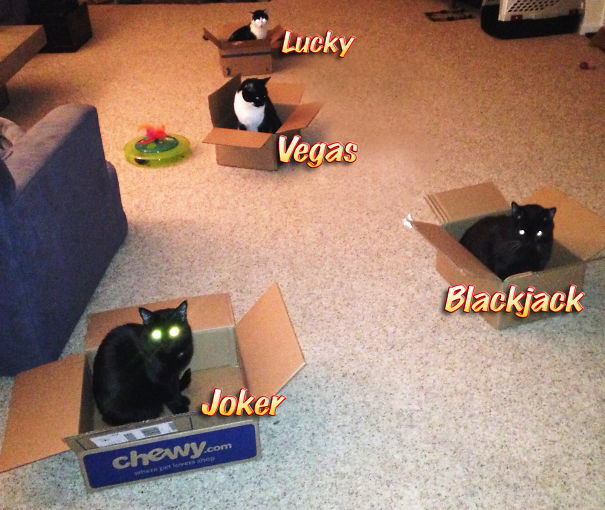 Caught All Four In Cat Traps At Once!