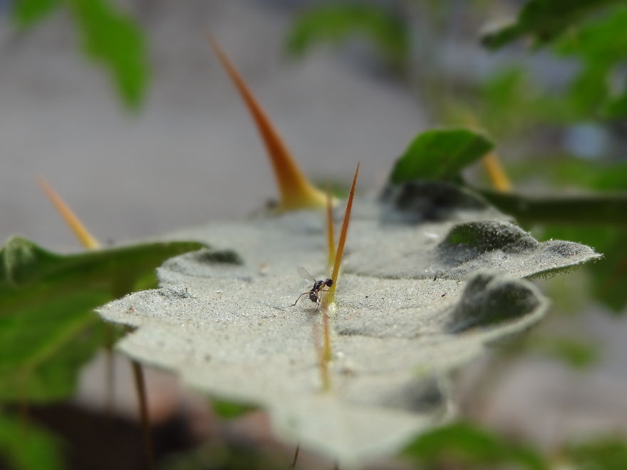 The Insect-Man
