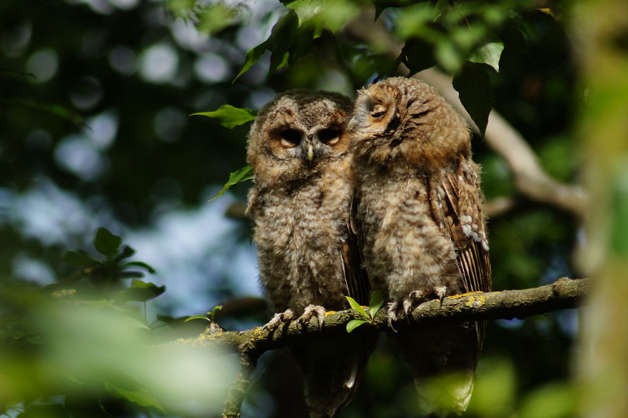 Tawny Owl