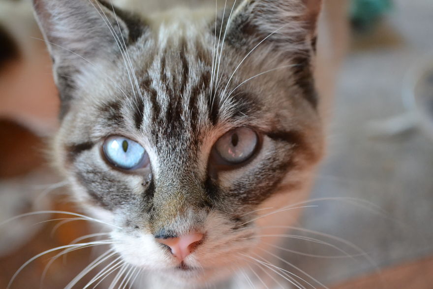 Cats Eyes - Olhos De Gatos