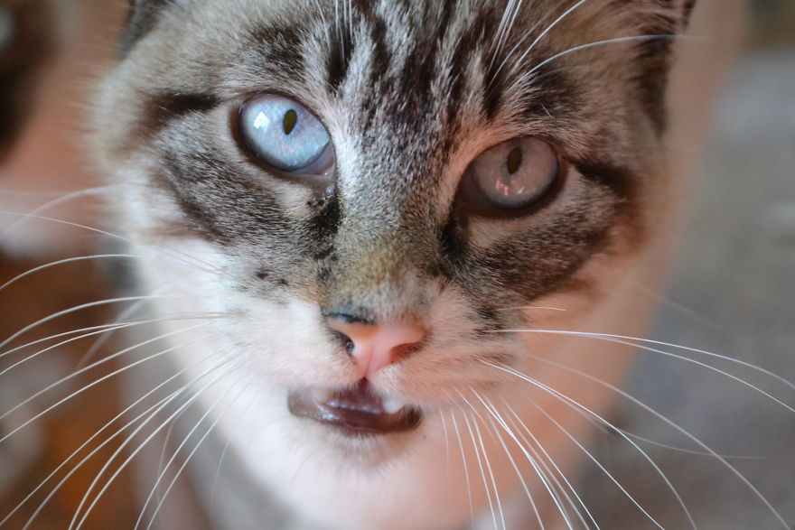 Cats Eyes - Olhos De Gatos