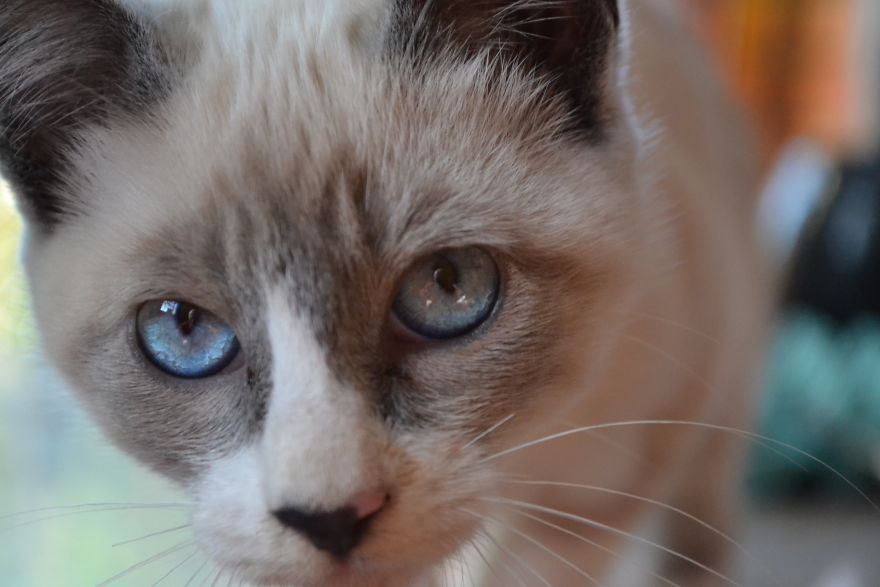 Cats Eyes - Olhos De Gatos