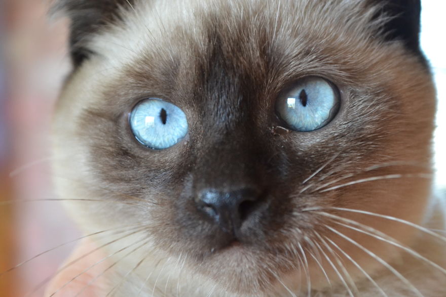 Cats Eyes - Olhos De Gatos