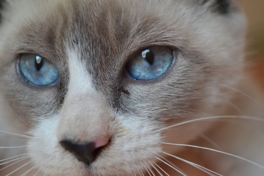 Cats Eyes - Olhos De Gatos