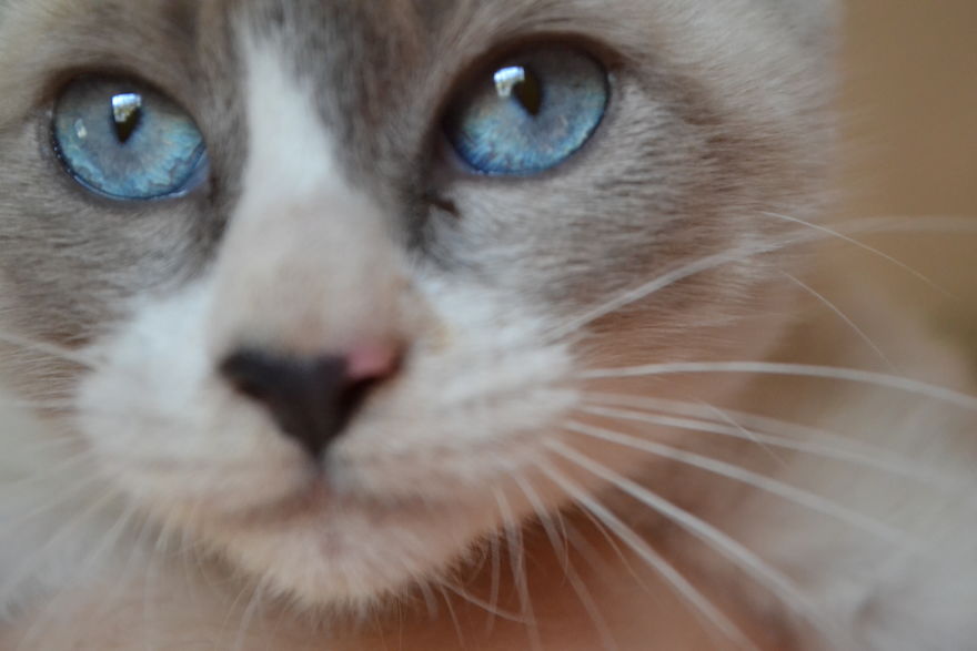 Cats Eyes - Olhos De Gatos