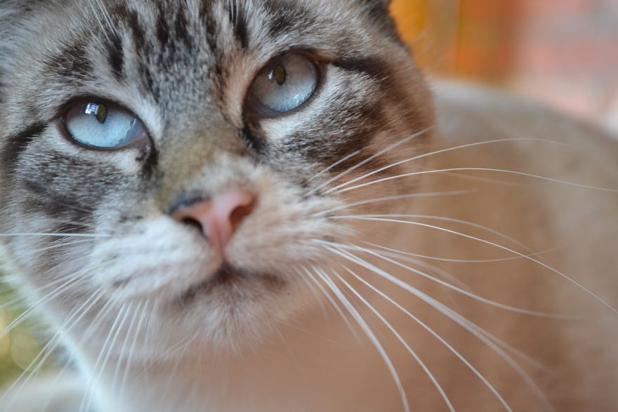 Cats Eyes - Olhos De Gatos