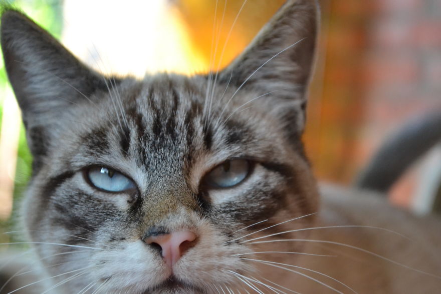 Cats Eyes - Olhos De Gatos