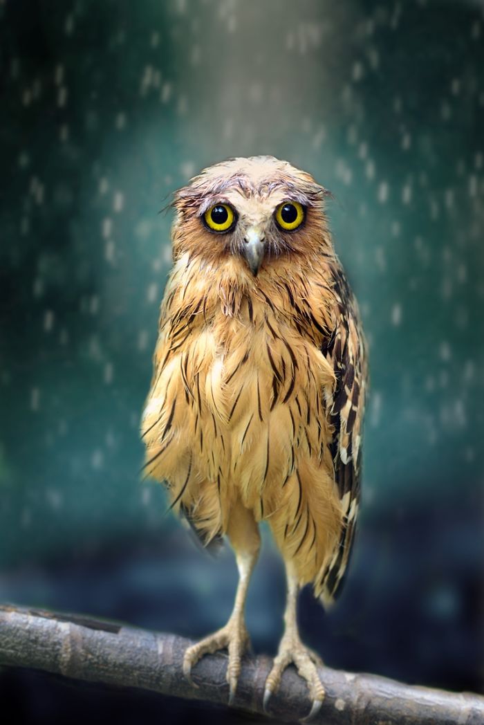 Wet Owl