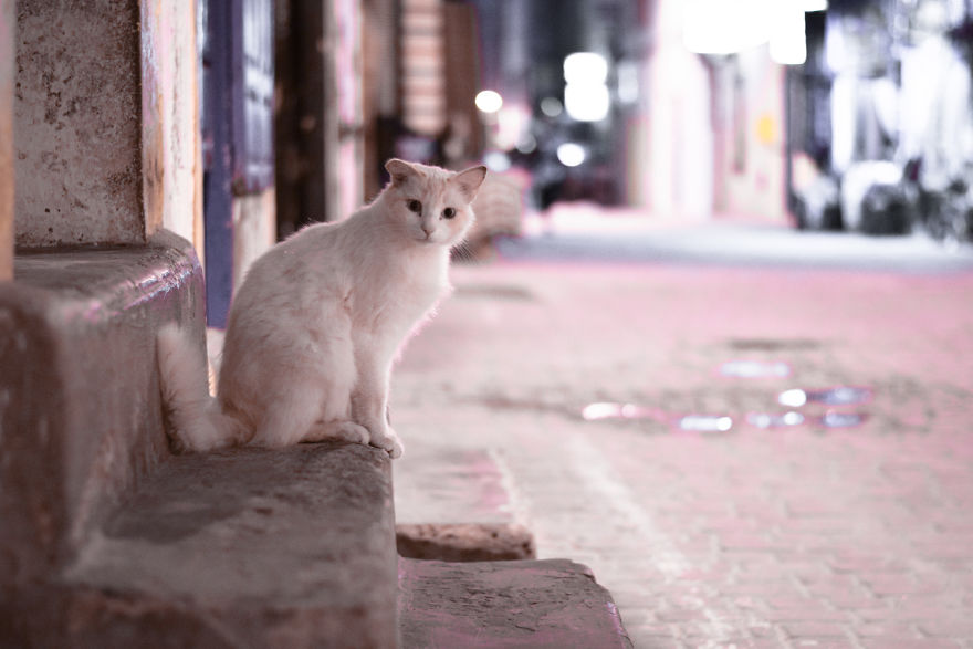 Is This Cat City? Capturing The Cats Of Essaouira, Morocco